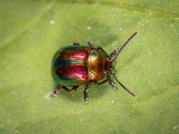 beetle-on-green-leaf-1126775