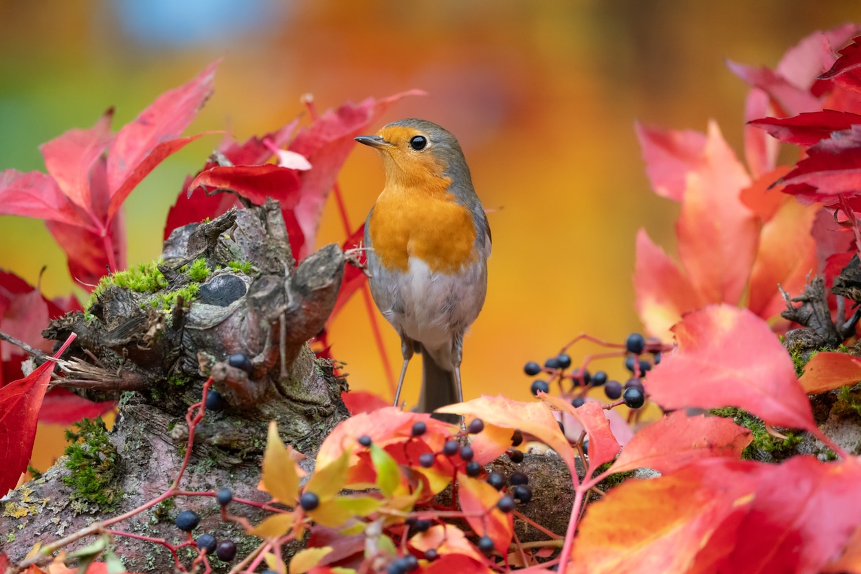 Robin in autumn.